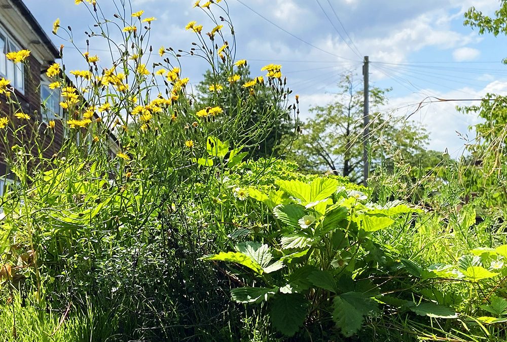 Living Roofs