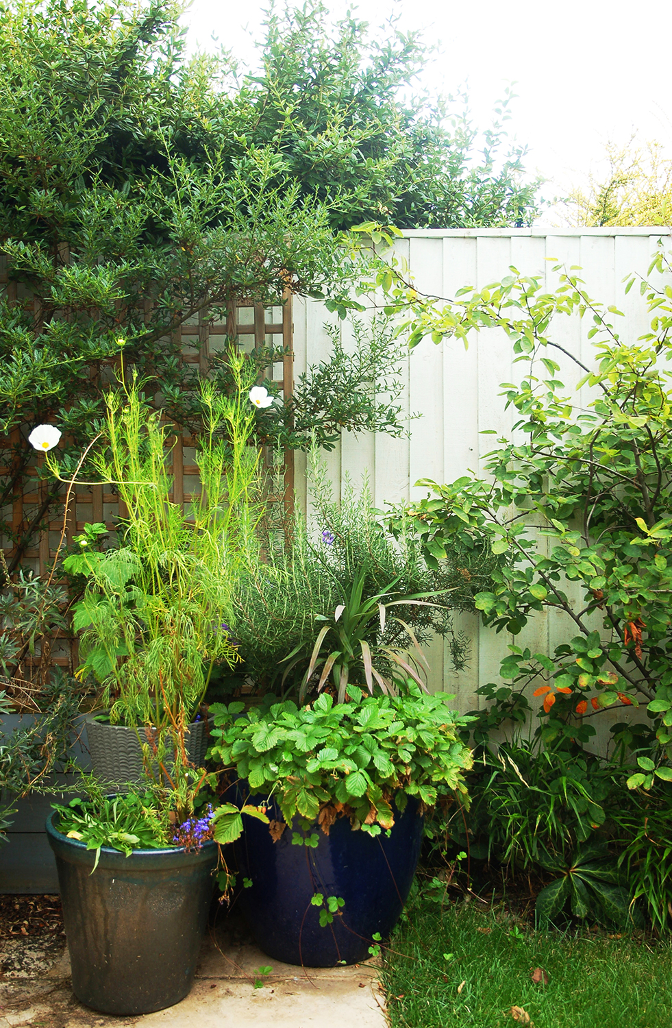 Sow-Space-7HC-Garden-plants